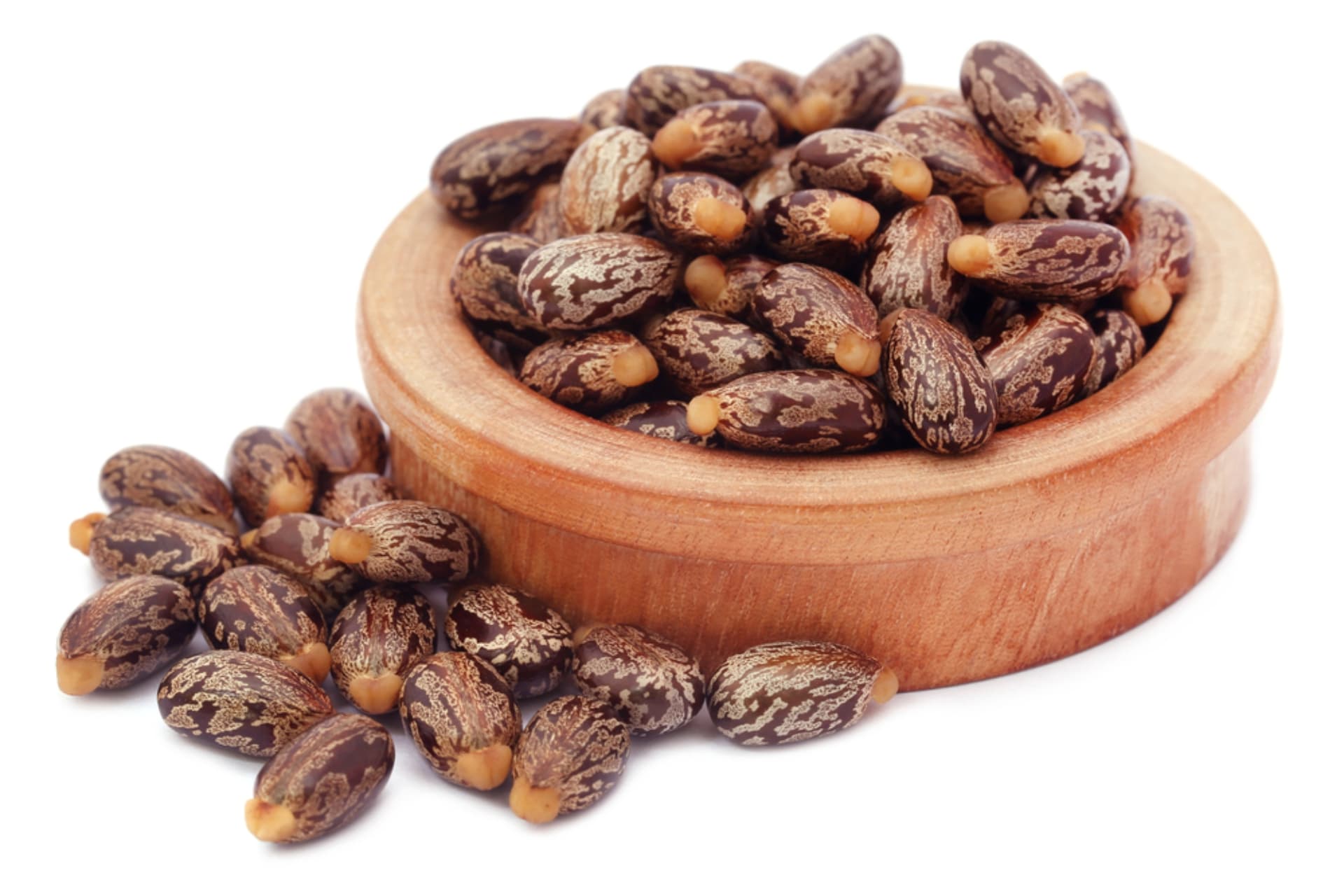 Castor Seeds Export - Premium Oil Seeds for Agricultural Trade