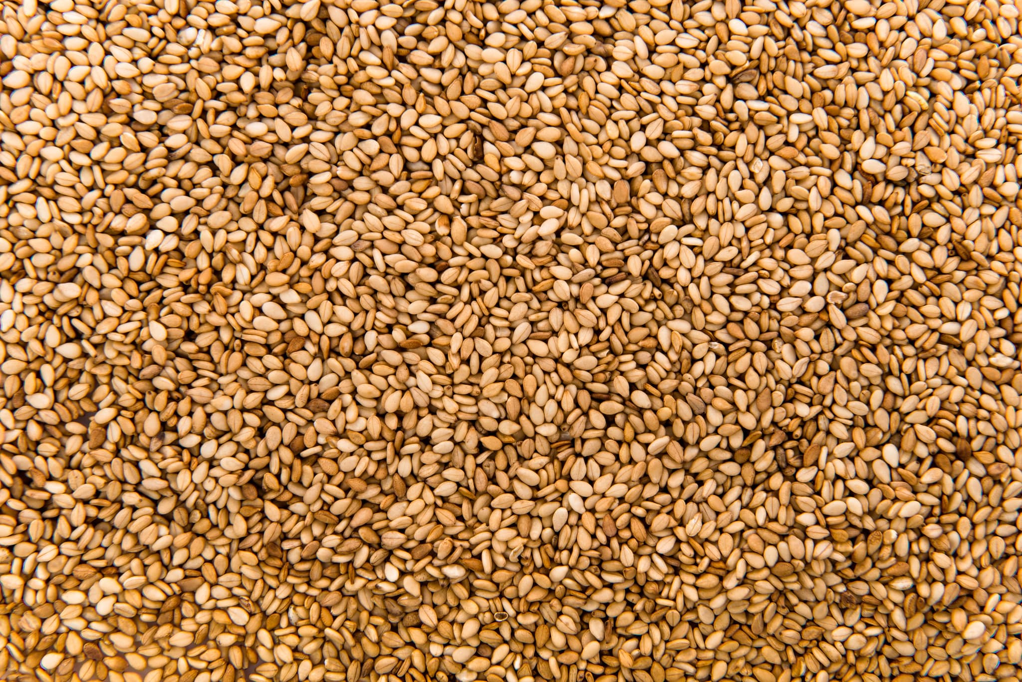 Golden Sesame Seeds Export - Premium Quality Oil Seeds